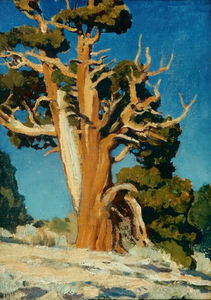 Maynard Dixon - "Old Juniper" - Oil on canvas/board - 13 3/4" x 9 3/4" - Initialled lower left
<br>Titled, signed, with original studio on reverse